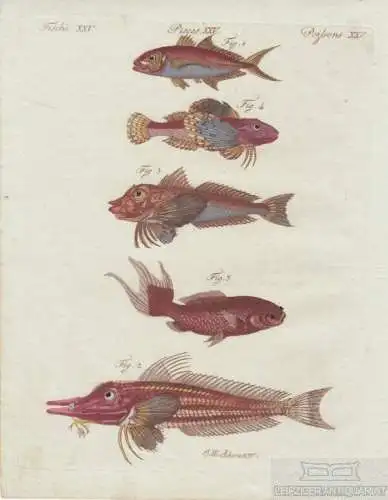 Fische. Tafel XXV. Rote Makrele. Gabel-Fisch, Kupferstich, Bertuch. Kunstgrafik