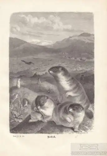 Bobak. aus Brehms Thierleben, Holzstich. Kunstgrafik, 1876, gebraucht, gut