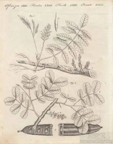 Pflanzen. Tafel LXXXI. Süßholz. Johannisbrotbaum, Kupferstich, Bertuch. 1805
