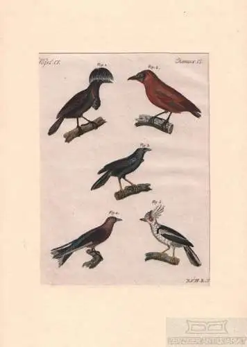 Vögel. Tafel CI. Vögel. Schwalbe, Kupferstich, Bertuch. Kunstgrafik, 1805