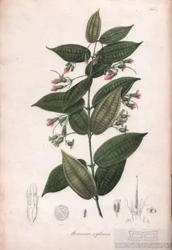 Lithographie: Marumia Zeylanica, Blume, Karl Ludwig. Kunstgrafik, 1858, Tab. 5