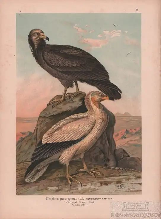 Schmutziger Aasvogel, Lithografie, Naumann. Kunstgrafik, 1901, gebraucht, gut