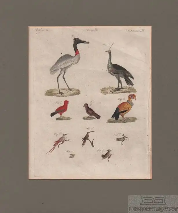 Vögel. Tafel II. Jabiru. Kamischy. Felsenhuhn. Kolibri, Kupferstich, Bertuch
