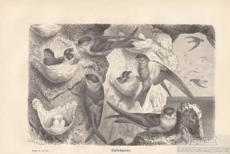 Salangane. aus Brehms Thierleben, Holzstich. Kunstgrafik, 1878, gebraucht, gut
