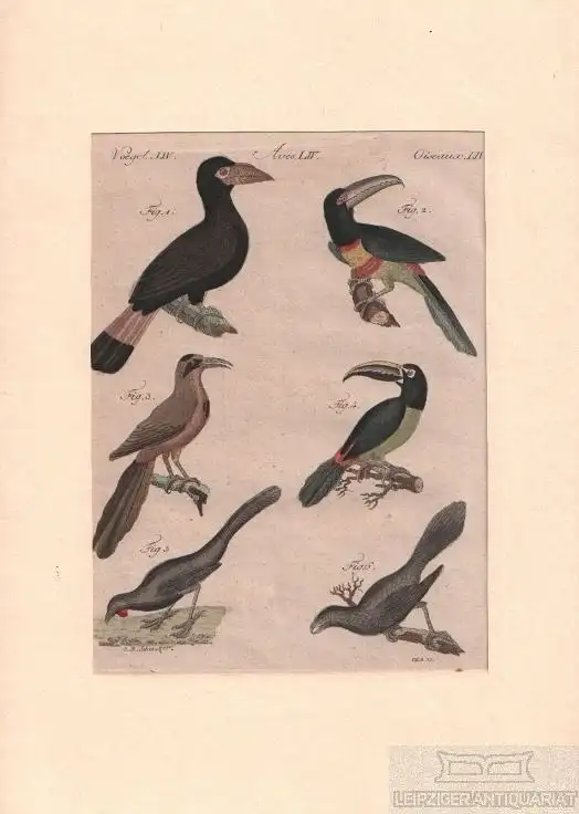 Vögel. Tafel LIV. Nashornvögel, Kupferstich, Bertuch. Kunstgrafik, 1805