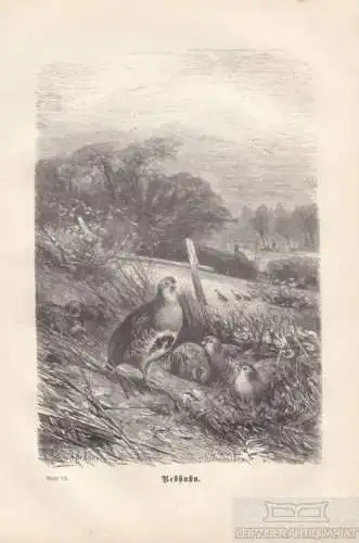 Rebhuhn. aus Brehms Thierleben, Holzstich. Kunstgrafik, 1879, gebraucht, gut
