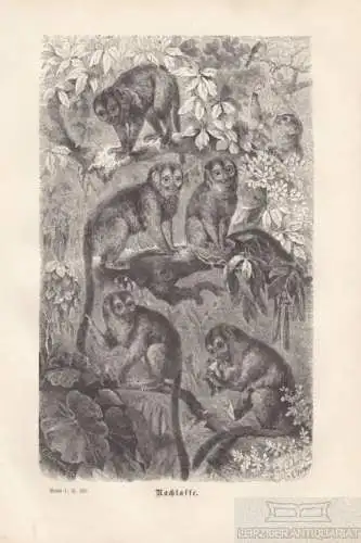 Nachtaffe. aus Brehms Thierleben, Holzstich. Kunstgrafik, 1876, gebraucht, gut