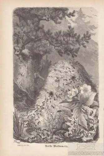 Rothe Waldameise. aus Brehms Thierleben, Holzstich. Kunstgrafik, 1877