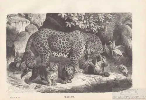 Panther. aus Brehms Thierleben, Holzstich. Kunstgrafik, 1876, gebraucht, gut