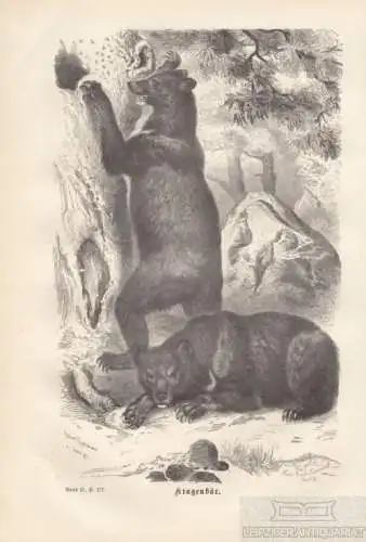 Kragenbär. aus Brehms Thierleben, Holzstich. Kunstgrafik, 1876, gebraucht, gut