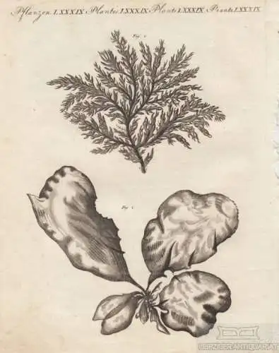 Pflanzen. Tafel LXXXIX. Blüte, Kupferstich, Bertuch. Kunstgrafik, 1805