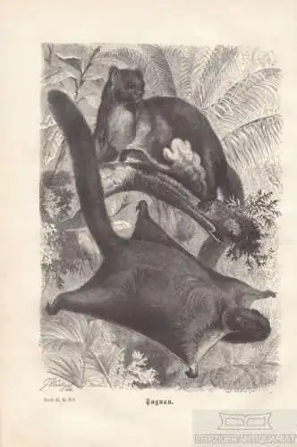 Taguan. aus Brehms Thierleben, Holzstich. Kunstgrafik, 1876, gebraucht, gut