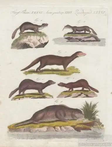 Vierf. Thiere. Tafel XXXVI. Fischotter, Kupferstich, Bertuch. Kunstgrafik, 1805