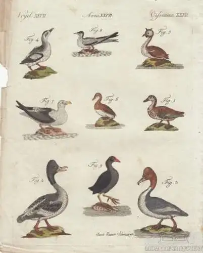 Vögel. Tafel XXVII. Seevögel. Möwen. Enten, Kupferstich, Bertuch. Kunstgrafik
