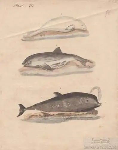 Fische. Tafel XXX. Wale, Kupferstich, Bertuch. Kunstgrafik, 1805, gebraucht, gut