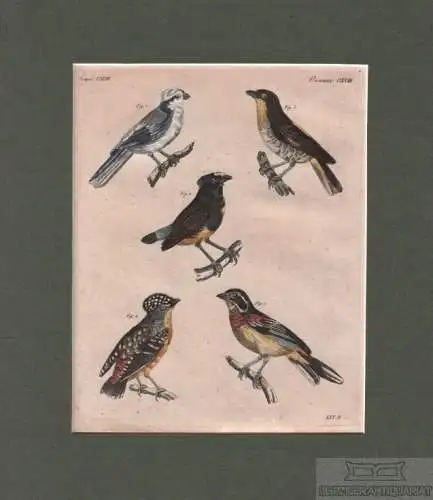 Vögel. Tafel CXVIII. Meise. Manakin. gefleckte Pardalote, Kupferstich, Bertuch