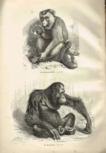 Buch: Der Zoologische Garten, J. J. Weber, Mützel, Beckmann, Friese, Henkel