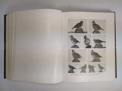 Buch: Die Vögel Mitteleuropas Band I-III, Heinroth, Oskar u.a., 1926, Bermühler