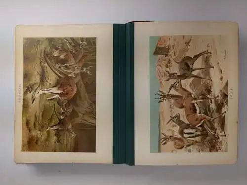 Buch: Sammlung von 60 Tierdarstellungen zumeist farbig, gebraucht, gut