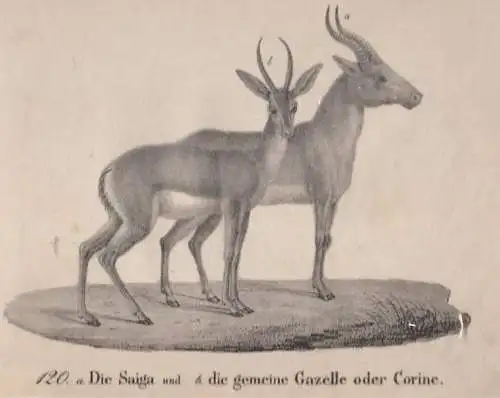 Grafik: 120. a. Die Saiga und b. die gemeine Gazelle, Original-Lithographie