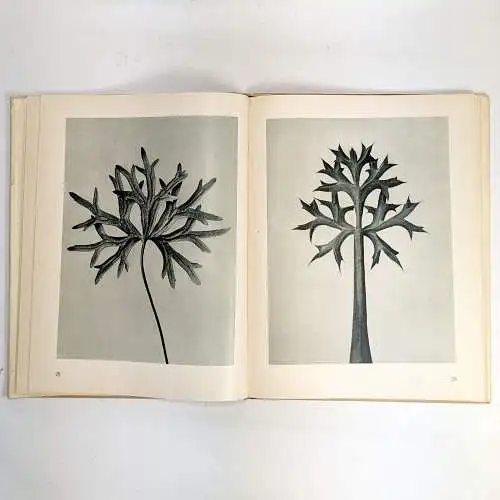Buch: Urformen der Kunst, Blossfeldt, Karl. 1948, Verlag Ernst Wasmuth