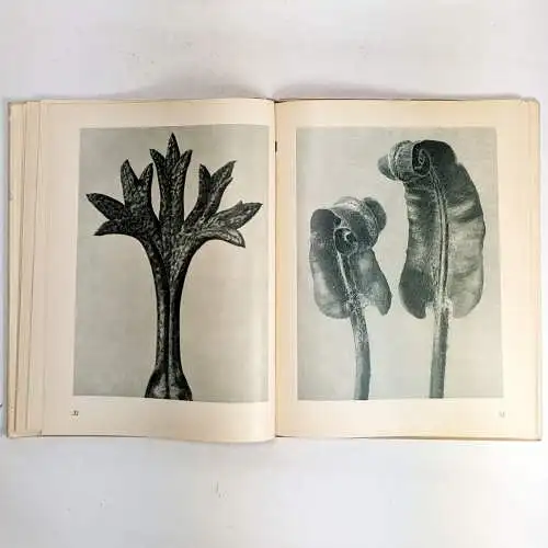 Buch: Urformen der Kunst, Blossfeldt, Karl. 1948, Verlag Ernst Wasmuth