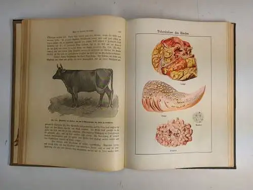 Buch: Dr. Lampe's Illustrierte Tierheilkunde (Werbeexemplar), Schwarz/Seyffert