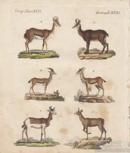 Vierf. Thiere. Tafel XXXI. Antilope. Gazelle, Kupferstich, Bertuch. Kunstgrafik