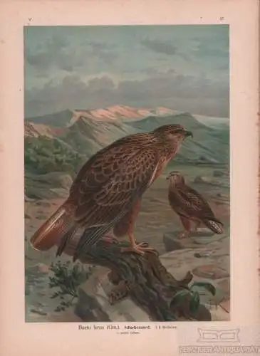 Adlerbussard, Lithografie, Naumann. Kunstgrafik, 1901, Verlag Fr. Eugen Köhler