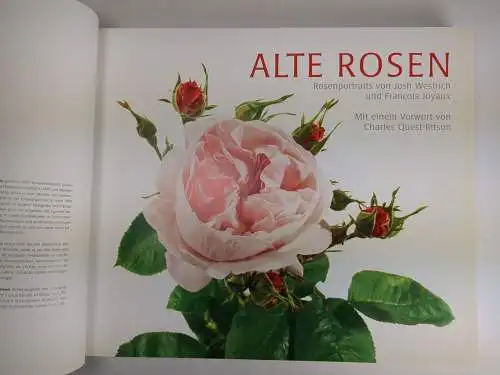 Buch: Alte Rosen, Rosenportraits von J. Westrich & F. Joyaux, 2009, Fackelträger