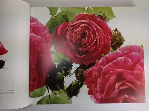 Buch: Alte Rosen, Rosenportraits von J. Westrich & F. Joyaux, 2009, Fackelträger