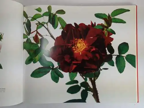 Buch: Alte Rosen, Rosenportraits von J. Westrich & F. Joyaux, 2009, Fackelträger