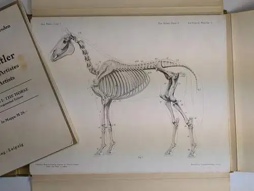 4 Mappen Handbuch der Anatomie der Tiere für Künstler I-IV Pferd, Rind, Löwe,Reh