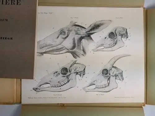 4 Mappen Handbuch der Anatomie der Tiere für Künstler I-IV Pferd, Rind, Löwe,Reh