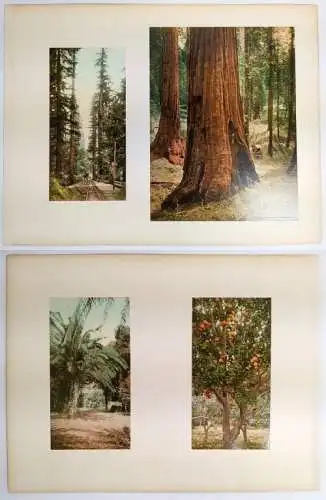 Foto: California - Big Tree Station, Three Graces, Palms at Glen-Annie ... 1898