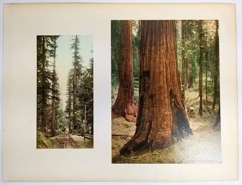 Foto: California - Big Tree Station, Three Graces, Palms at Glen-Annie ... 1898