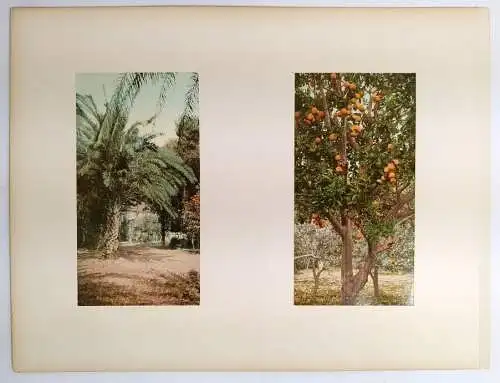 Foto: California - Big Tree Station, Three Graces, Palms at Glen-Annie ... 1898