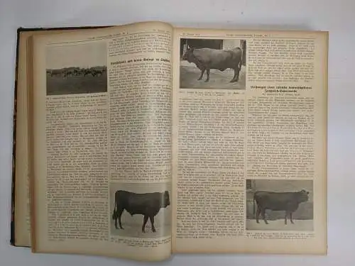 Buch/Zeitschrift: Deutsche landwirtschaftliche Tierzucht 14. Jg. 1910, Hartmann