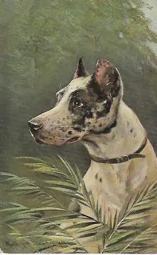 AK Hund mit Halsband in der Natur, ca. 1906, gebraucht, gut