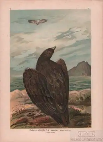 Seeadler, Lithografie, Naumann. Kunstgrafik, 1901, Verlag Fr. Eugen Köhler