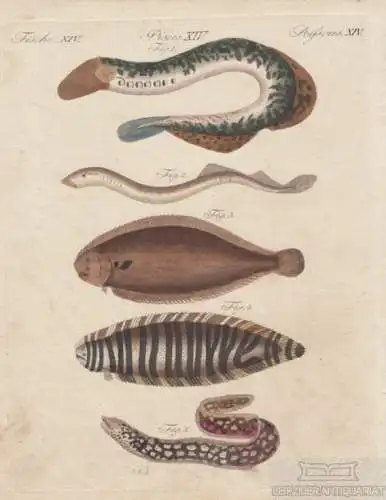 Fische. Tafel XIV. Lamprete. Muräne. Neunauge, Kupferstich, Bertuch. Kunstgrafik