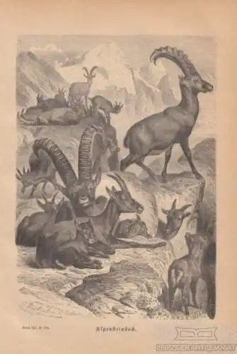 Alpensteinbock. aus Brehms Thierleben, Holzstich. Kunstgrafik, 1877