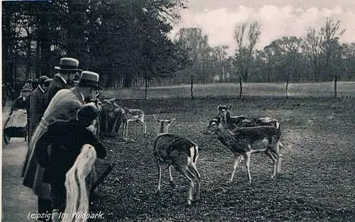 AK Leipzig. Im Wildpark. ca. 1931, Postkarte. Nr. 331, 1931, Ephoka-Verlag