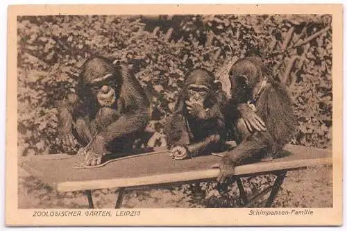 AK Zoologischer Garten, Leipzig, Schimpansen-Familie, Postkarte, ca. 1928, Bähr