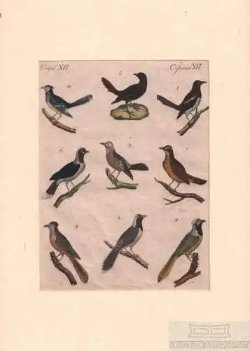 Vögel. Tafel XVI. Elstern. Hähne, Kupferstich, Bertuch. Kunstgrafik, 1805