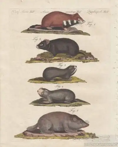 Vierf. Thiere. Tafel XLV. Hamster. Erdmäuse, Kupferstich, Bertuch. Kunstgrafik