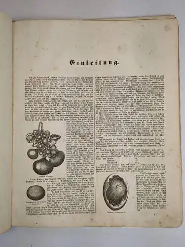 Buch: Oken's Allgemeine Naturgeschichte, Thierreich II. Band Vögel, Insekten