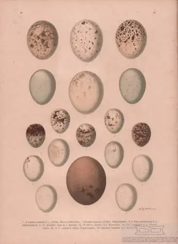 Eier Adler. Habicht. Sperber. Weihen. Geier, Lithografie, Naumann. Kunstgrafik