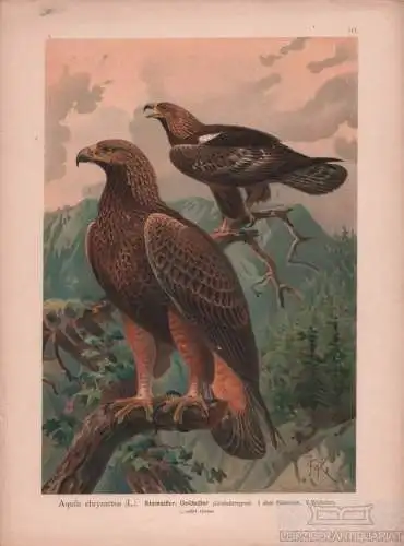 Steinadler. Goldadler, Lithografie, Naumann. Kunstgrafik, 1901, gebraucht 263704