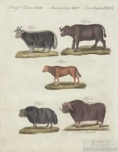 Vierf. Thiere. Tafel XXIX. Büffel, Kupferstich, Bertuch. Kunstgrafik, 1805